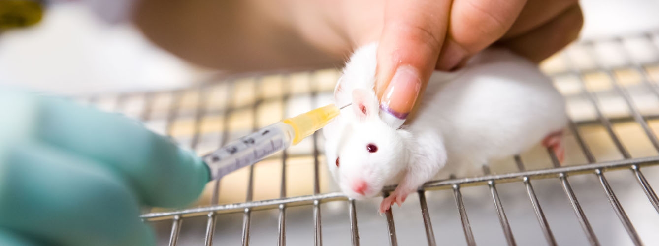 Europa ratifica la lucha contra las pruebas de cosméticos en animales