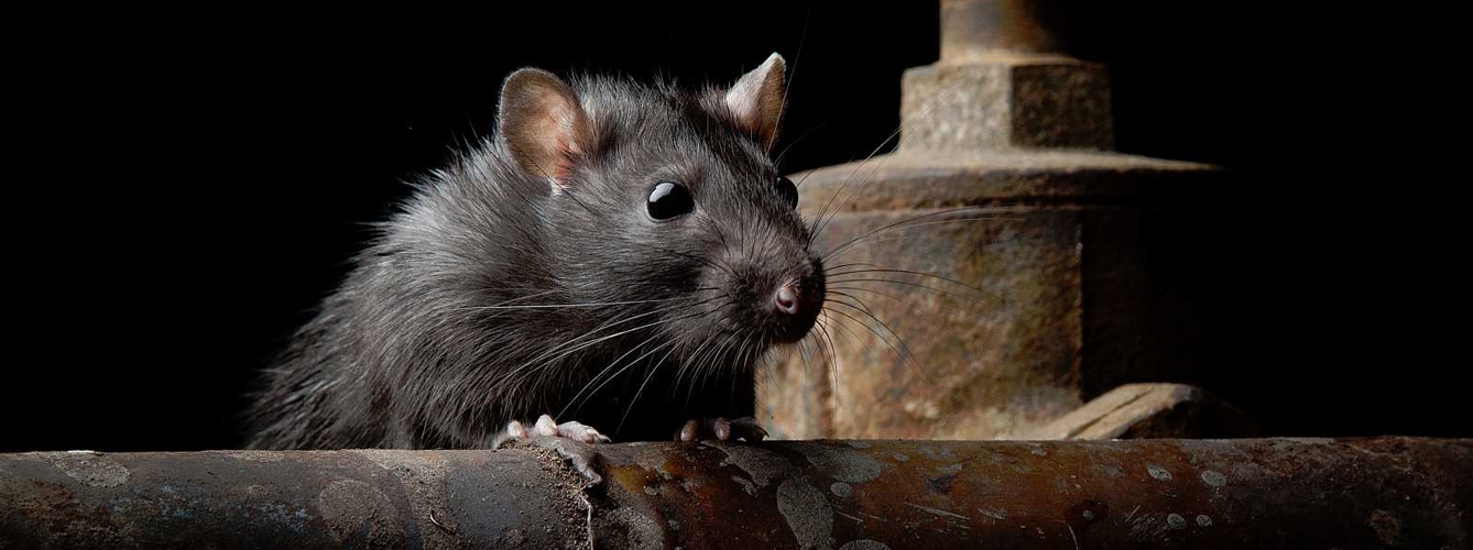 Veterinarios alertan del peligro de la rata negra para los perros