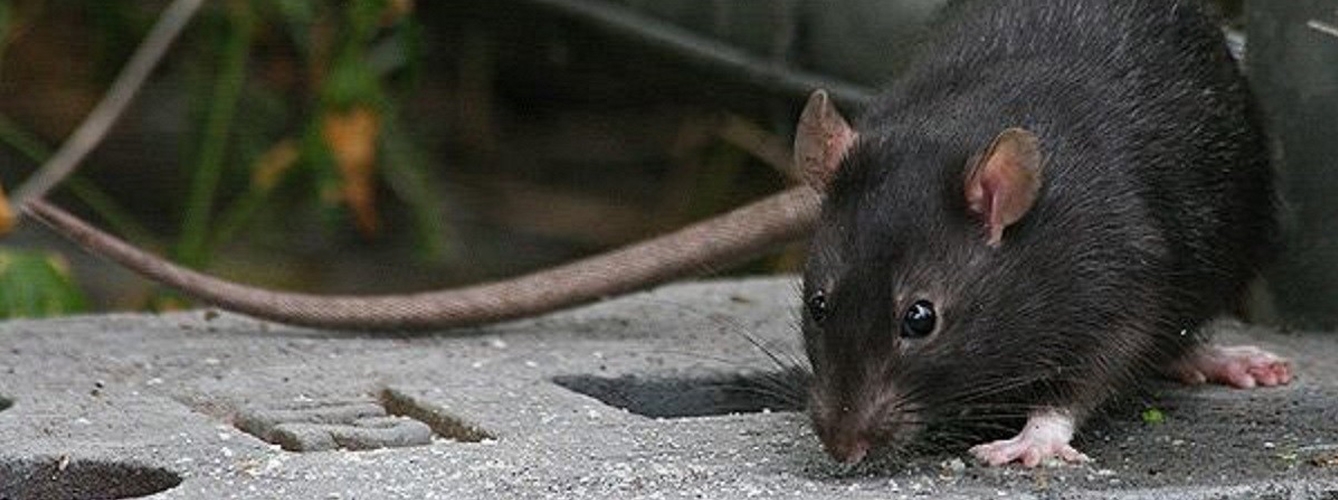 Vuelven a alertar sobre la presencia de la rata negra en Madrid