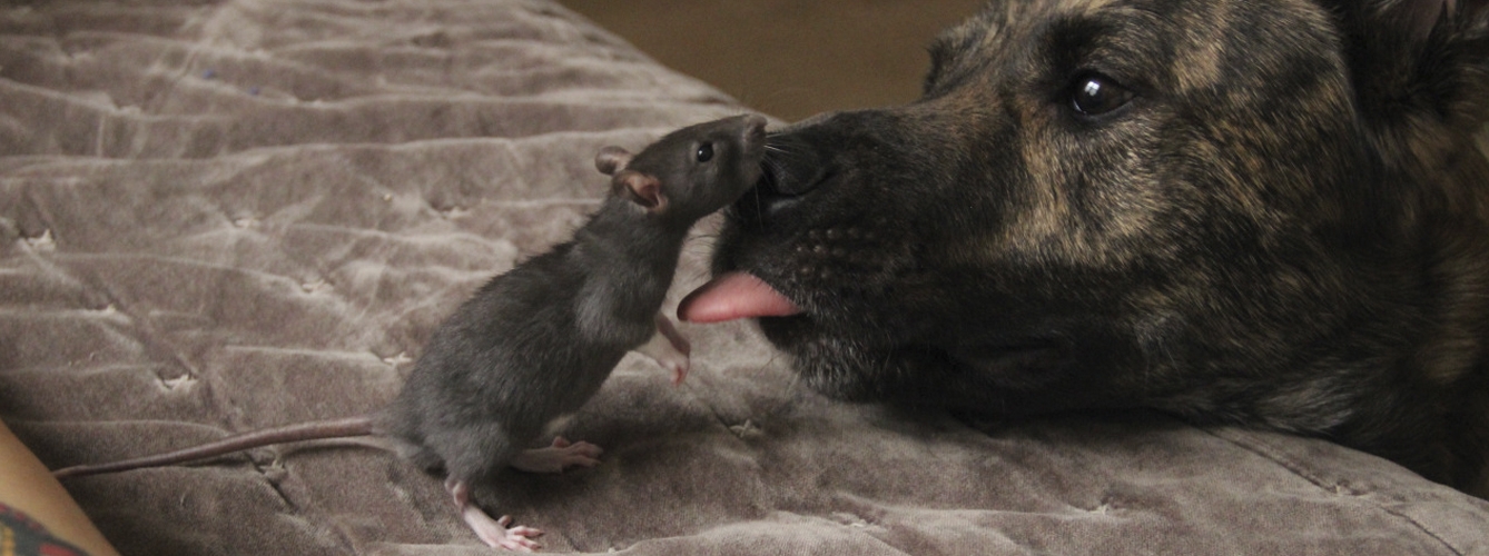 Entre los hallazagos han determinado una alta prevalencia del protozoo Leishmania infantum, aunque las ratas sean un reservorio poco común de este patógeno. 