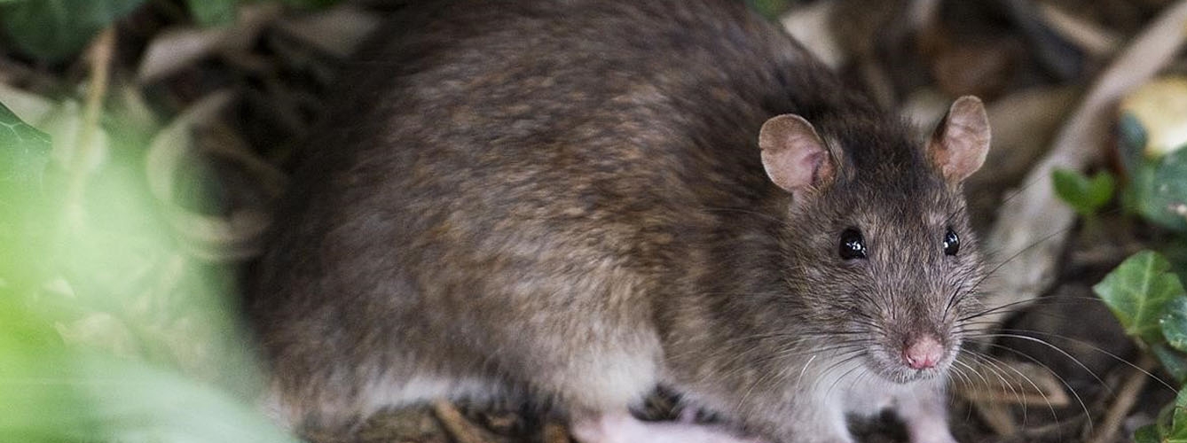 Nuevo caso de hepatitis de rata en personas
