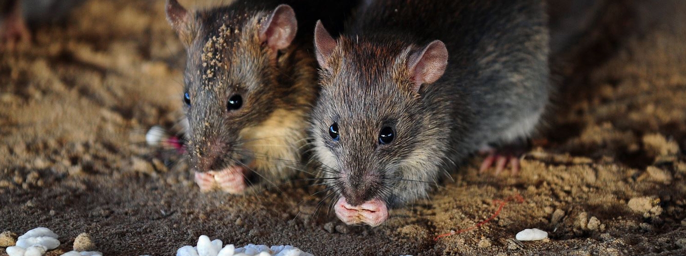 Los roedores están conectados con el 40% de las zoonosis