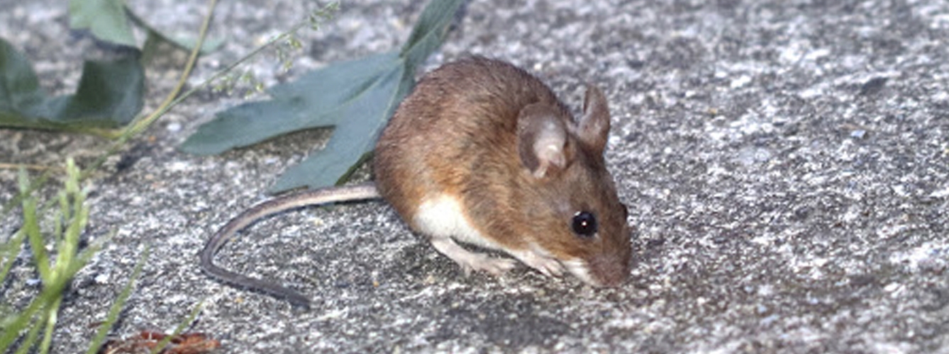 Los investigadores consideran que el ratón de cuello amarillo podría ser un reservorio de un virus emparentado con el de la rubéola.