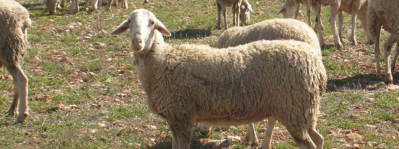 El Proyecto SpermS2Heat usará moruecos de la raza ovina Manchega como modelo de estudio.