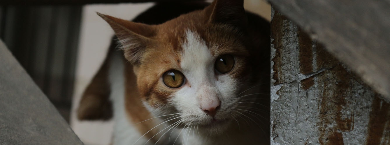 Crean un refugio inteligente para gatos capaz de detectar enfermedades