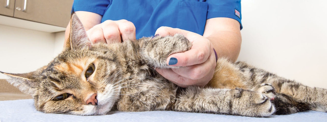 Veterinarios rehabilitan con éxito a un gato con fractura de codo 