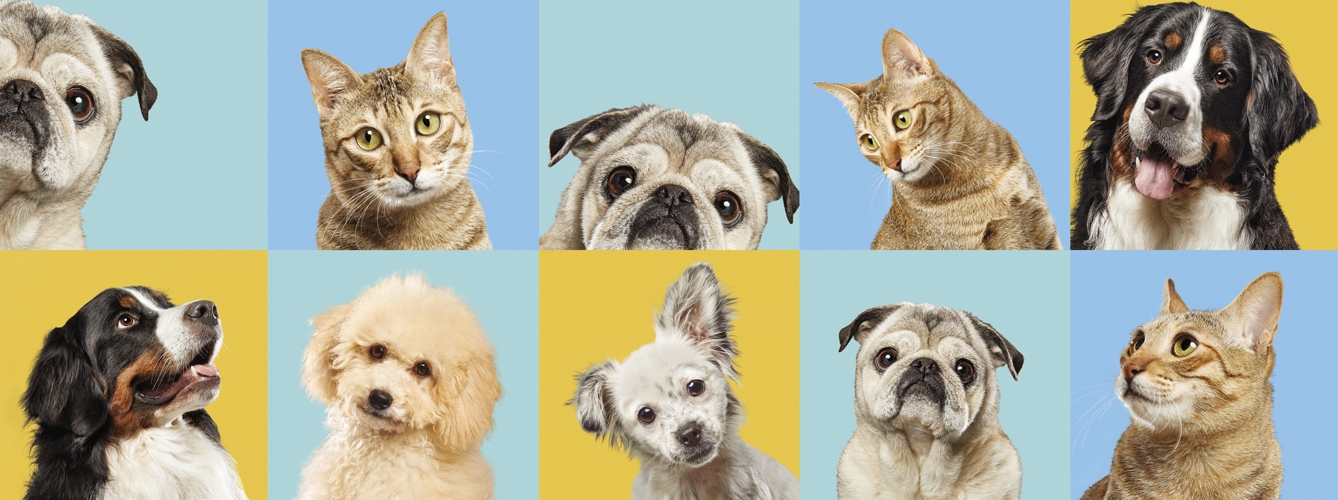 Zoetis ha escogido cuatro historias de cariño hacia perros y gatos para ser la nueva imagen de #RESPET.