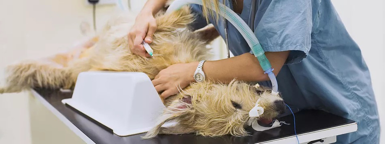 Aseguran que los respiradores utilizados en veterinaria son "exactamente los mismos" que los de humana.