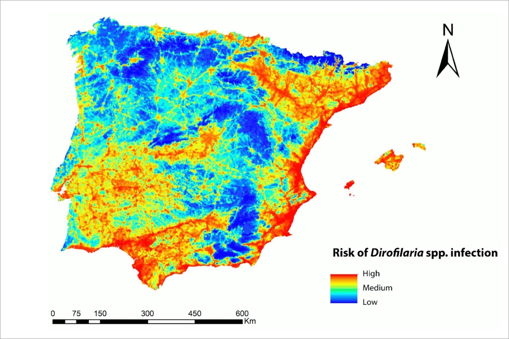 Riesgo de infección por Dirofiliaria en la Península Ibérica y las Islas Baleares.