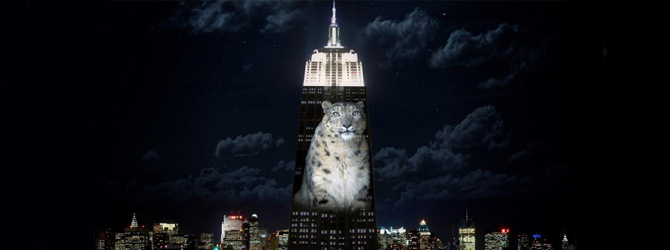 Las fotos y vídeos de Rilu se han mostrado en todo el mundo, incluso en el Empire State Building de Nueva York.