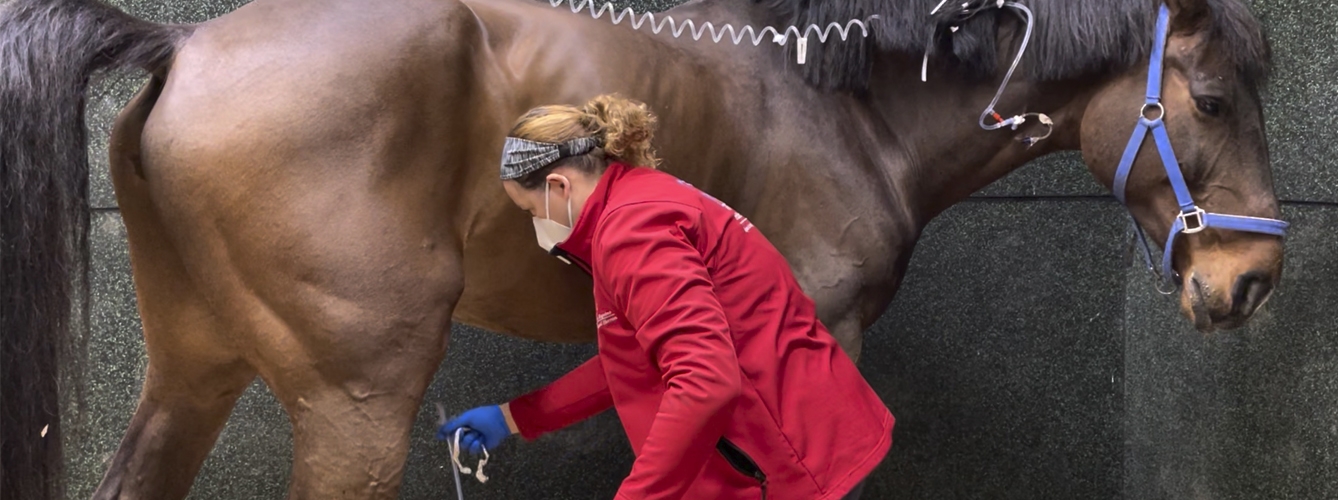 Confirman un caso de rinoneumonía equina en un caballo que compitió en Cádiz