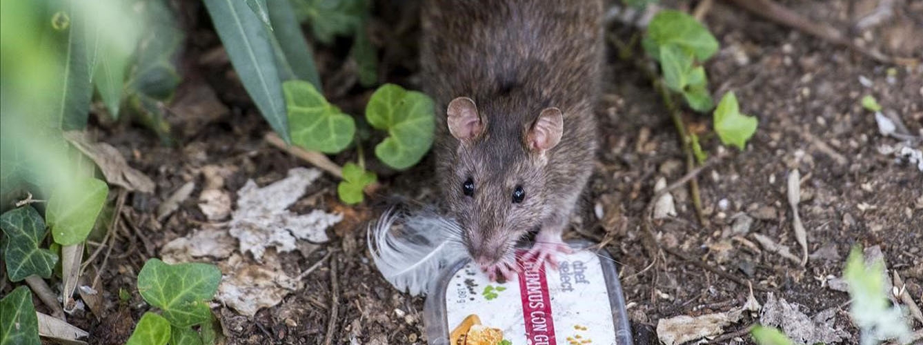 Las ratas podrían ser un importante reservorio de leishmaniosis en las ciudades