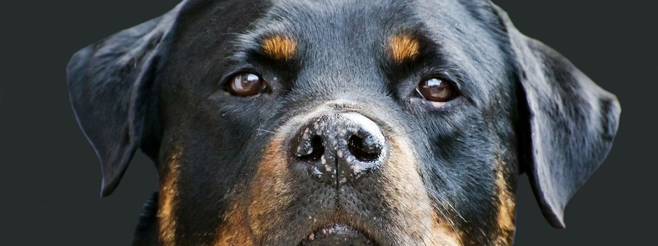 Demuestran que el Rottweiler tiene predisposición a la osteoartritis