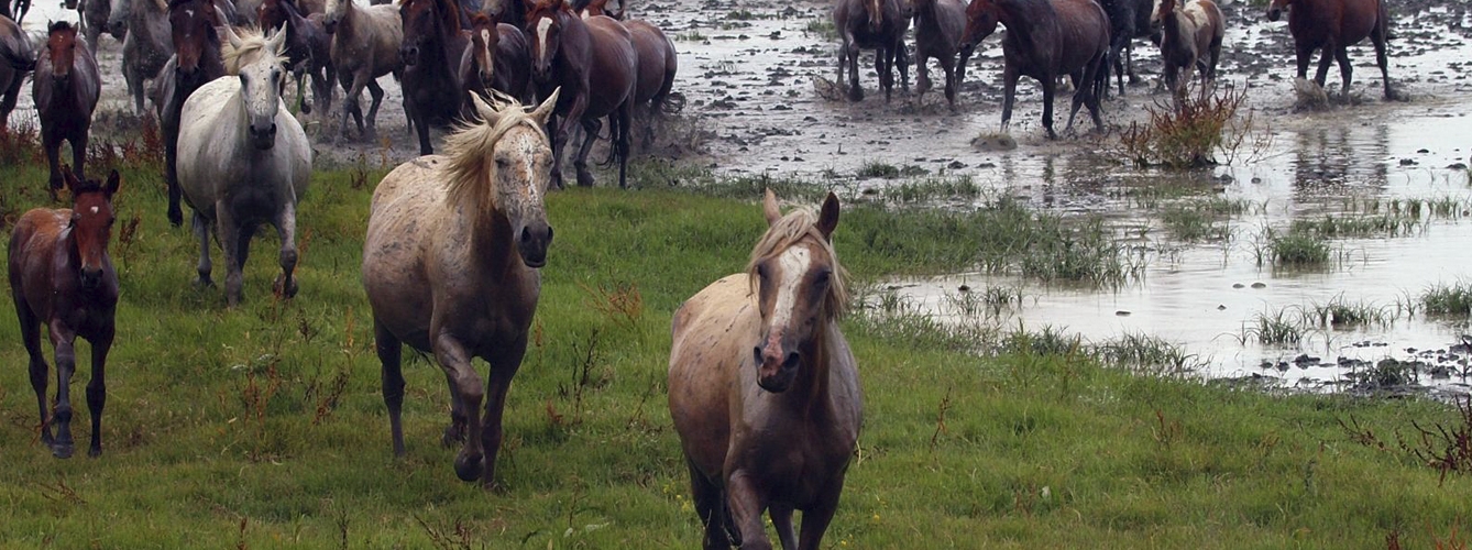 La vigilancia activa de la fiebre del Nilo Occidental está basada en la toma de muestras de aquellos caballos localizados en áreas geográficas que se consideran de riesgo