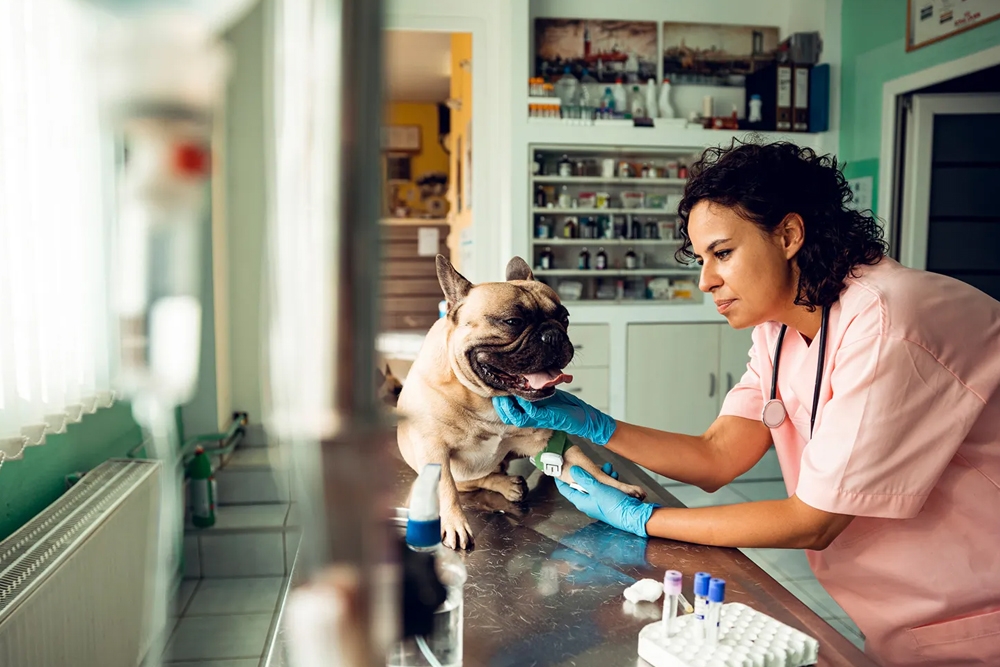 Si los profesionales veterinarios no pueden ganar un “salario digno” es más probable que cambien a una carrera en la que puedan hacerlo, incluso fuera del sector.