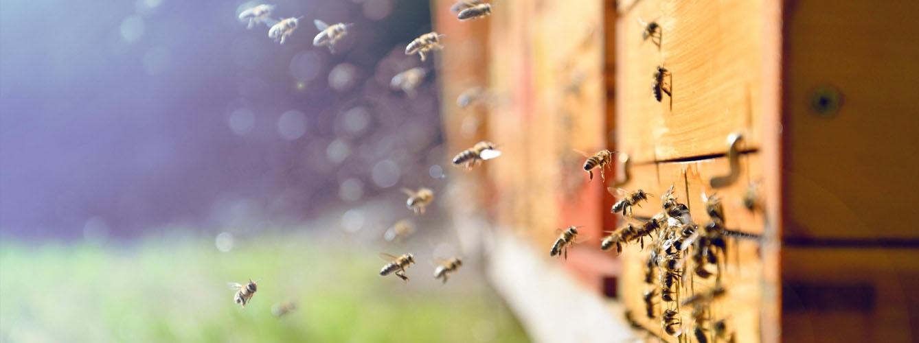 Desarrollan una nueva plataforma de datos para proteger la salud de las abejas y los polinizadores.