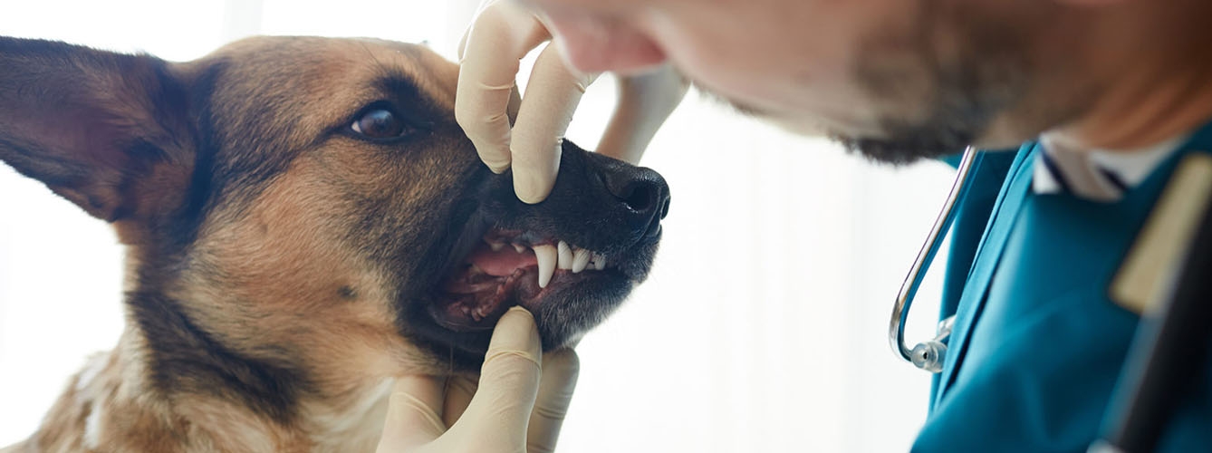 Actualizan las pautas veterinarias para la salud dental de mascotas