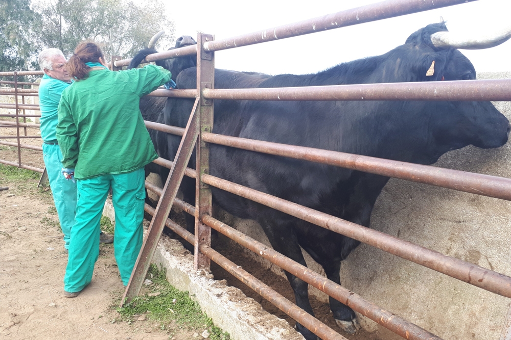 Lista de recomendaciones de buenas prácticas de manejo frente a la enfermedad hemorrágica epizoótica en ganado vacuno.