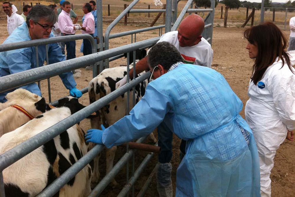Continúa la polémica en Castilla y León en torno a los saneamientos ganaderos y la erradicación de la tuberculosis bovina.