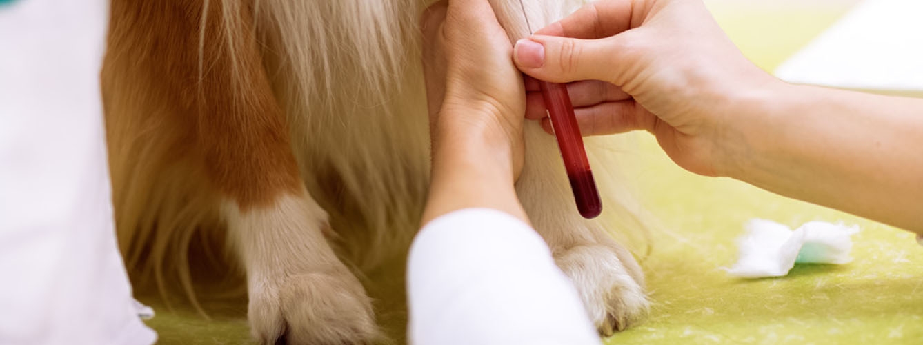 Aplican en perros una técnica que detecta el cáncer en humanos