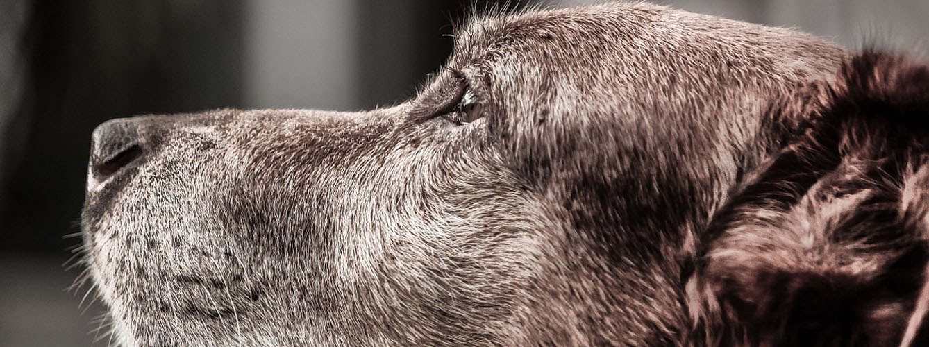 Las señales que pueden indicar la presencia de sarna en los perros