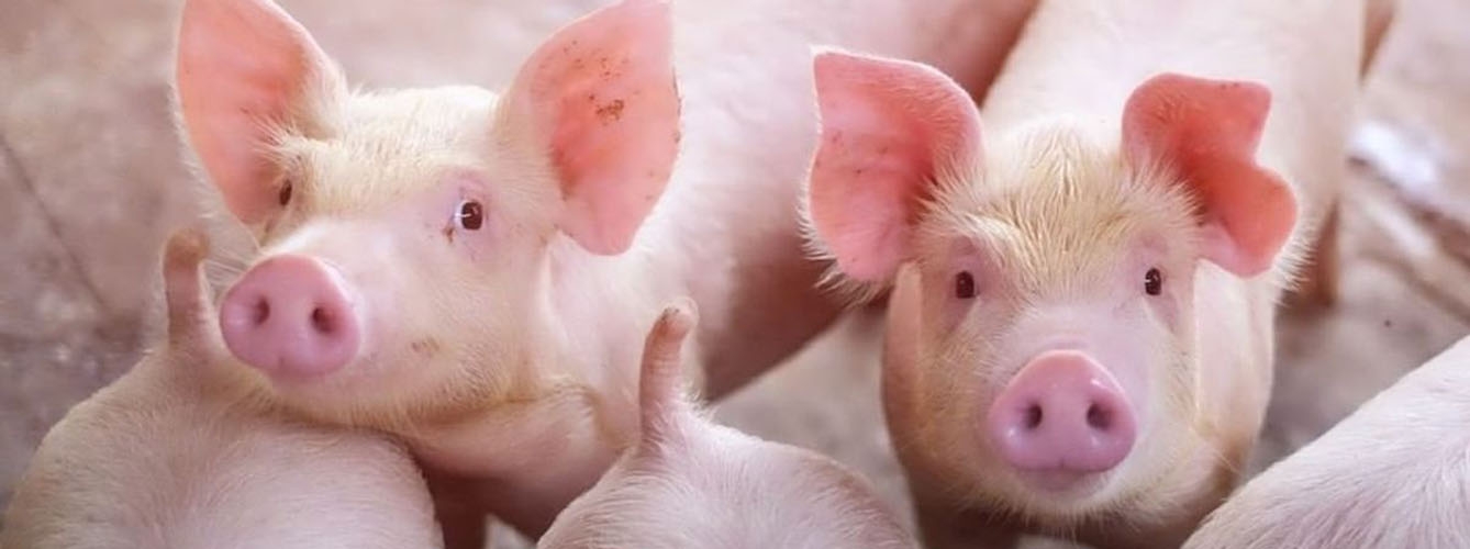 El sector porcino ha puesto sobre la mesa su preocupación ante la inexistencia de alternativas reales al raboteo.
