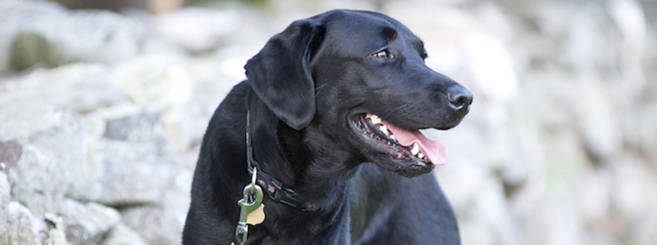 Selma, la primera perra entrenada para la detección de dispositivos electrónicos