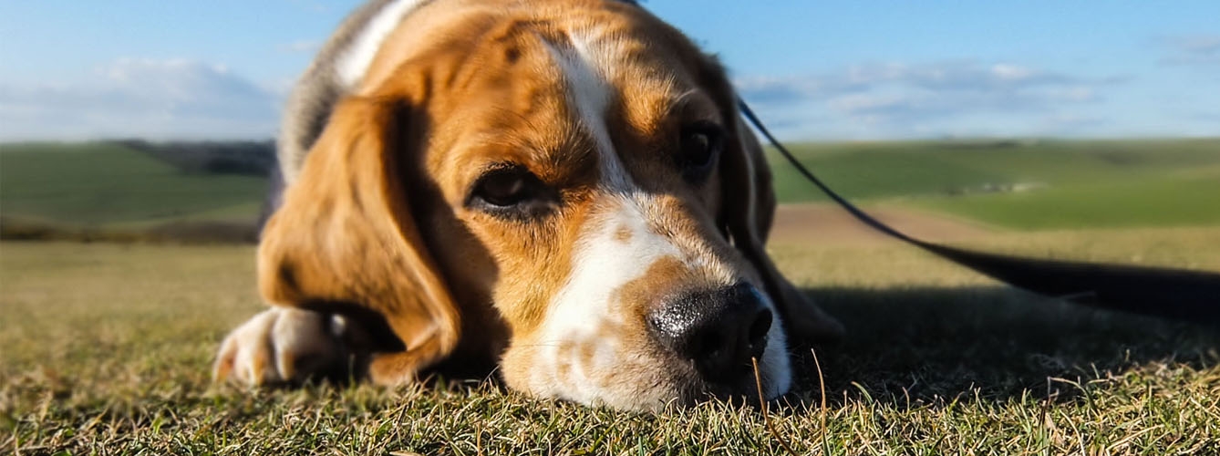 Las semillas en la hierba, un riesgo para la salud de los perros