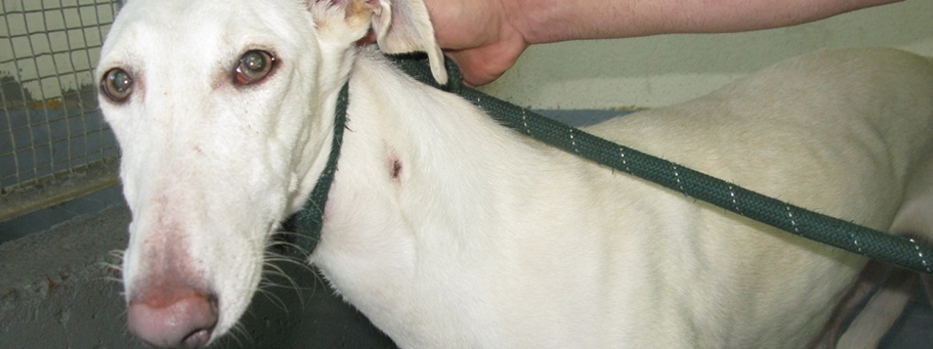 Uno de los galgos presentaba un edema de pulmón y requirió tratamiento de hospitalización veterinaria.
