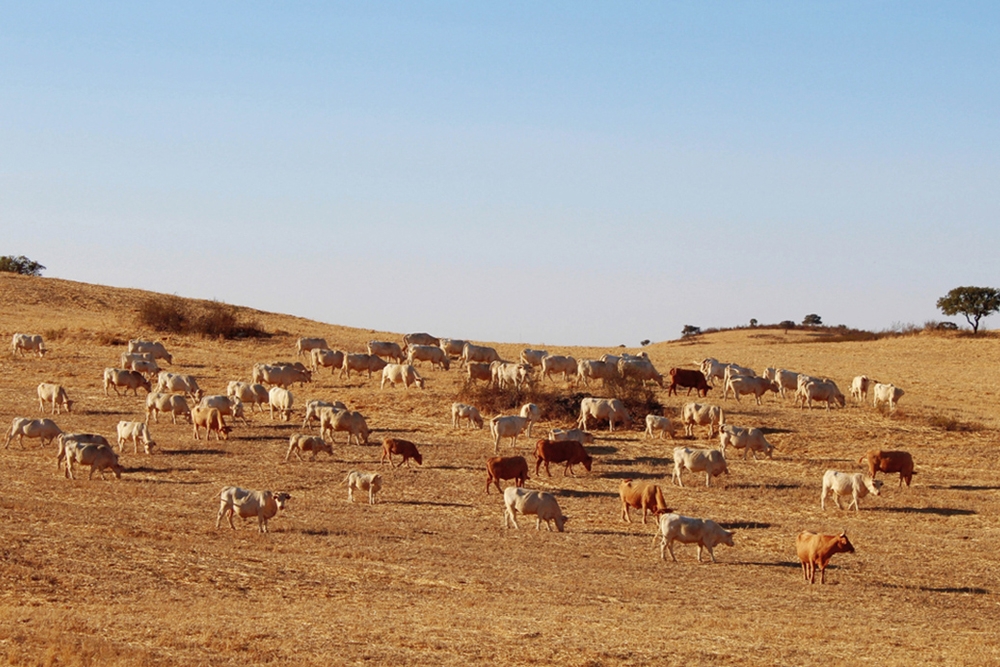 Con la sequía, compartir las charcas durante más tiempo lleva a un aumento de procesos parasitarios e infectocontagiosos en la ganadería extensiva.