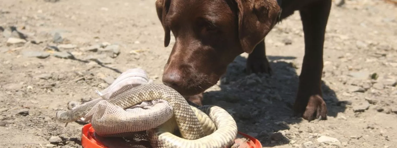Existen entrenadores que enseñan a los perros a evitar a las serpientes.