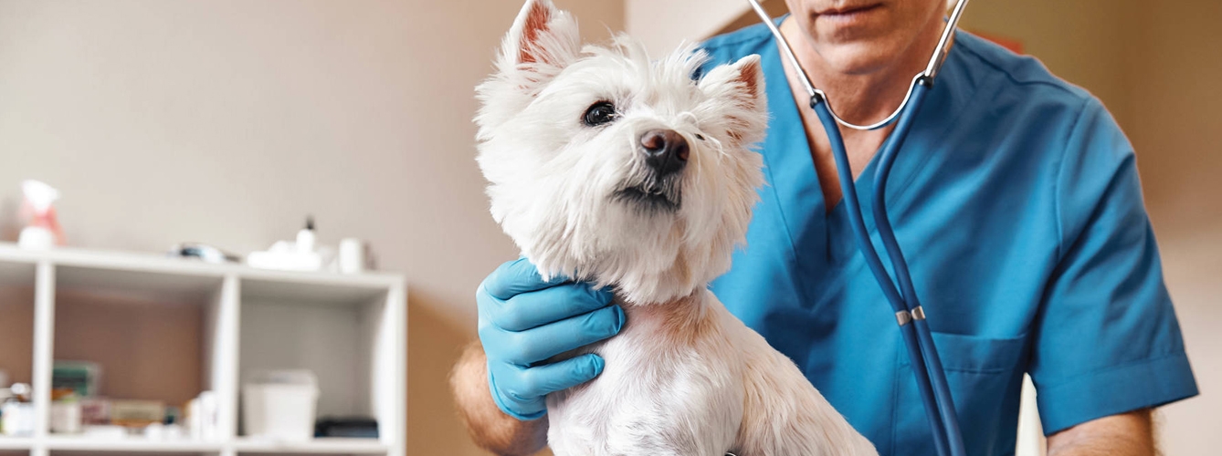 La mitad de clínicas veterinarias en España reporta más clientes e ingresos