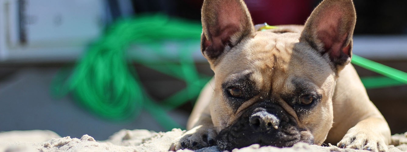 La forma en la que sudan los perros condiciona su tolerancia al calor