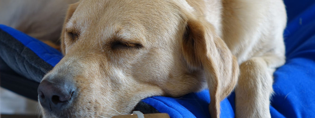La falta de sueño repercute en el bienestar de los perros