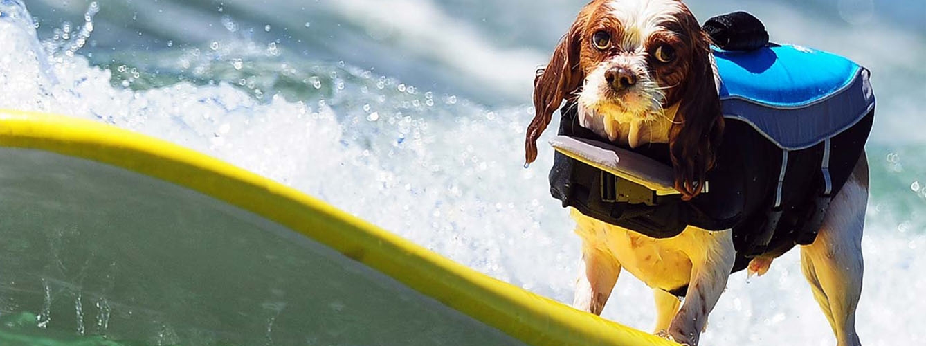 Ponen en marcha una competición de surf para perros en Estados Unidos