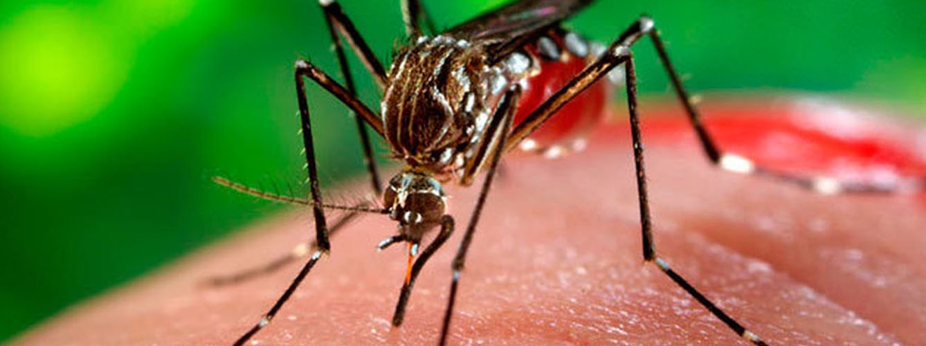 Científicos desarrollan una nueva vacuna contra el virus del Zika
