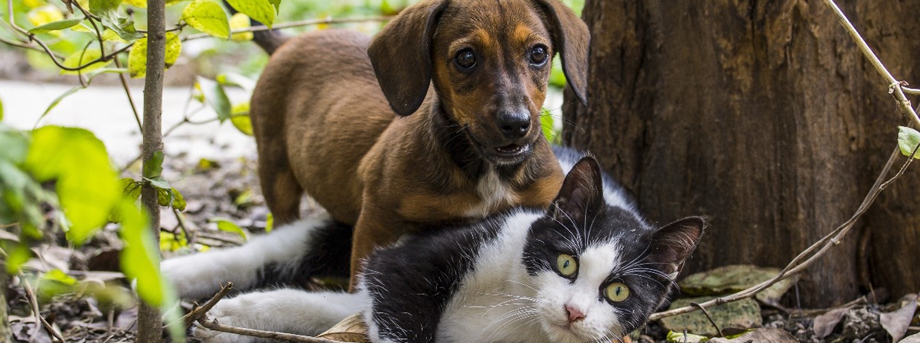 Las terapias psicológicas para perros y gatos se triplican en un año