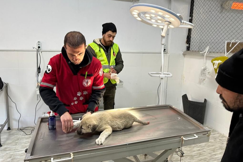 Veterinarios atendiendo a un perro tras los terremotos de Turquía.