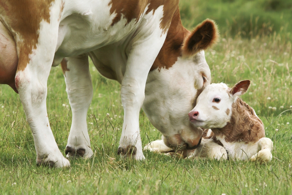 La consulta pública pregunta, entre otros aspectos, sobre el bienestar animal de la separación de las vacas y los terneros.