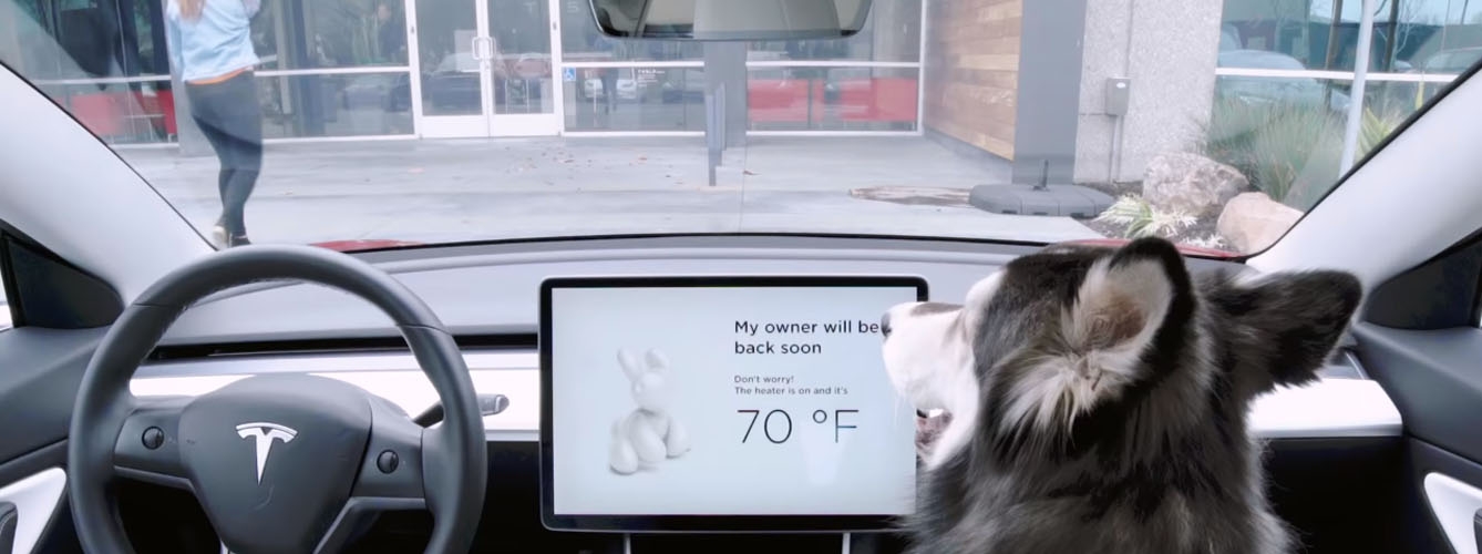 Nuevo software en coches que regula la temperatura para mascotas