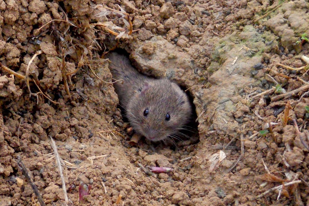 El contacto con roedores como los topillos es la fuente de contagio más común.