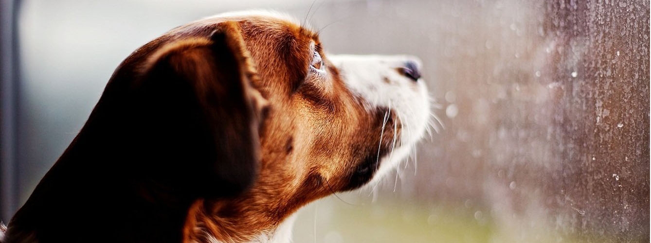 El ruido de las tormentas  puede afectar a la salud de los perros