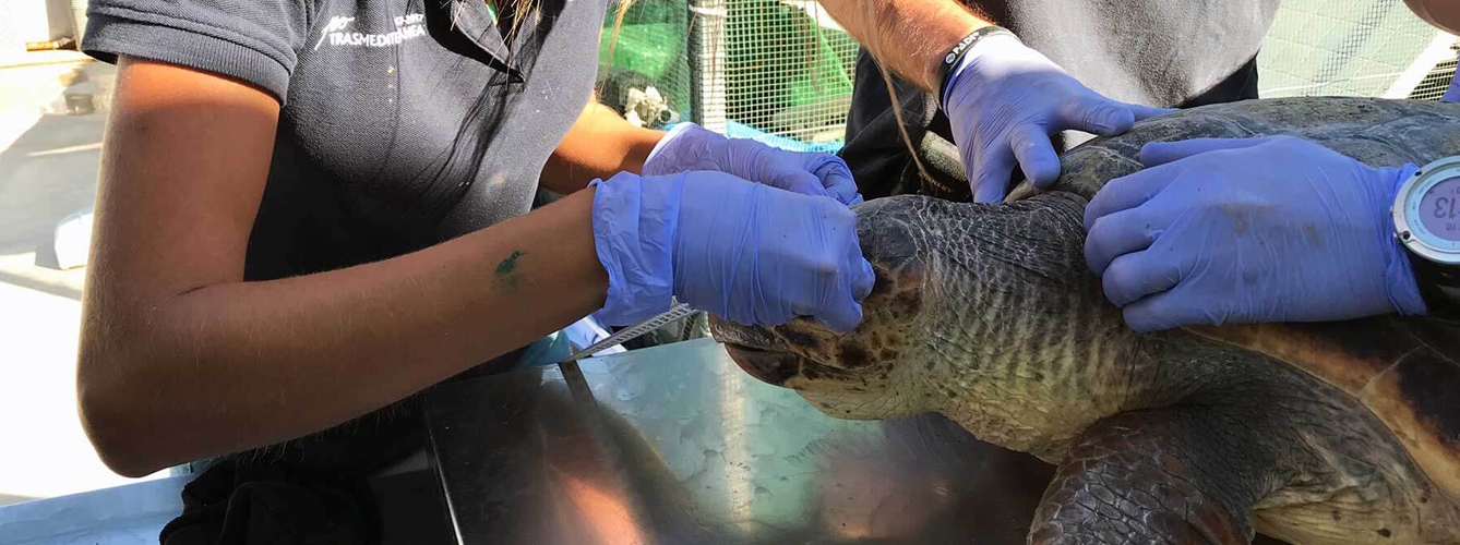 La donación servirá para conocer el historial veterinario de las tortugas en caso de que vuelvan a ingresar en un centro de recuperación de fauna salvaje