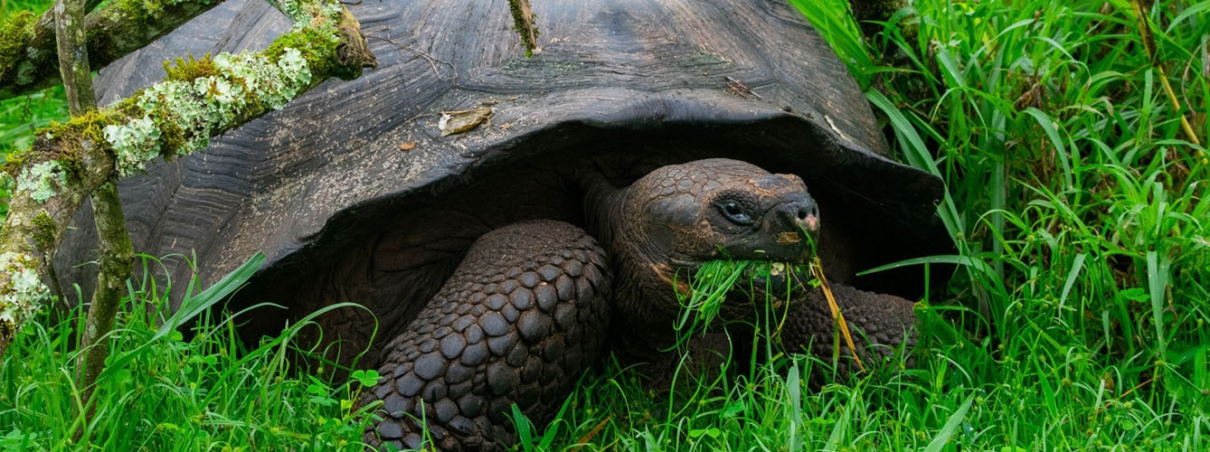 Las tortugas son potenciales “centinelas o bioindicadoras” de la salud de los ecosistemas.