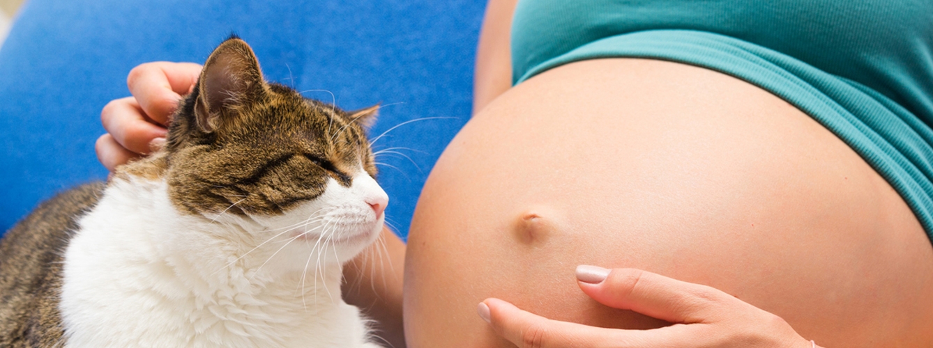 El gato es una de las fuentes de infección de toxoplasmosis congénita, una enfermedad que afecta a los fetos de mujeres embarazadas y puede provocar abortos.