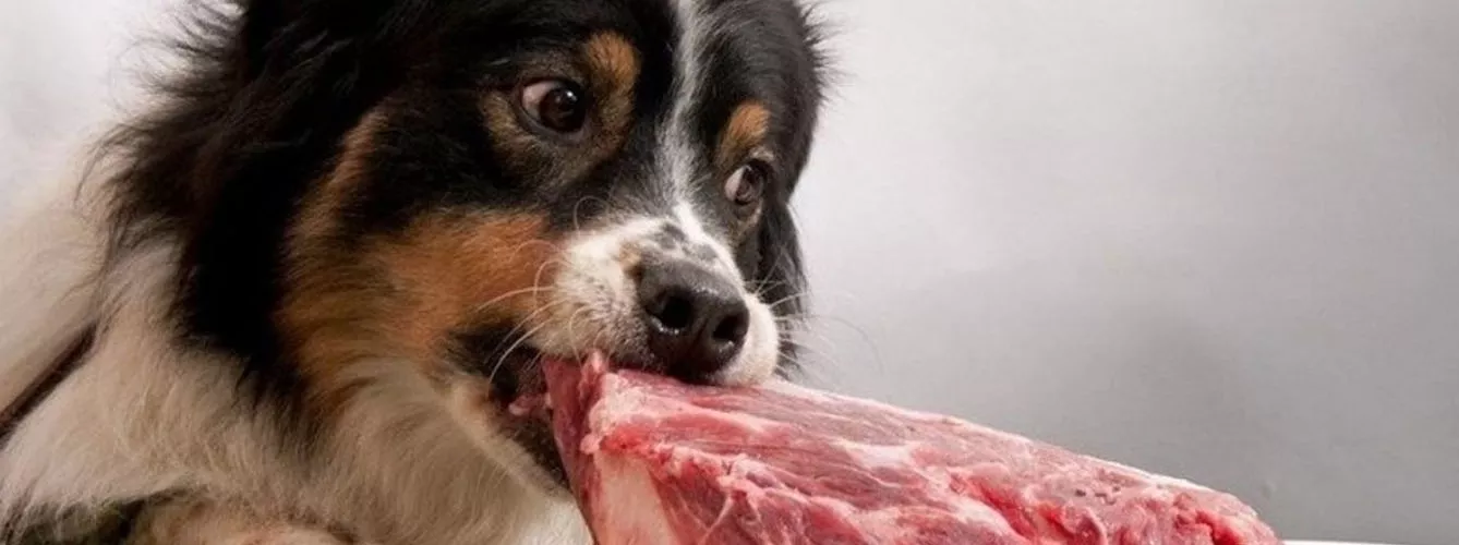 La ingesta de carne cruda puede generar toxoplasmosis en los perros