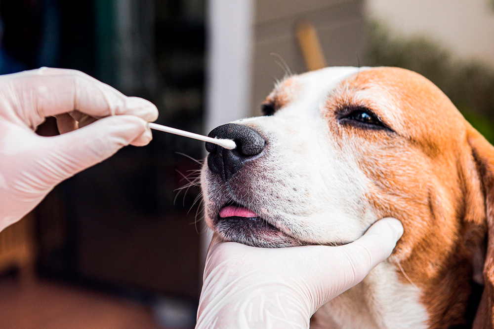Se recolectaron hisopos nasales, faríngeos y conjuntivales de 2 gatos y 3 perros que vivían con el paciente humano.