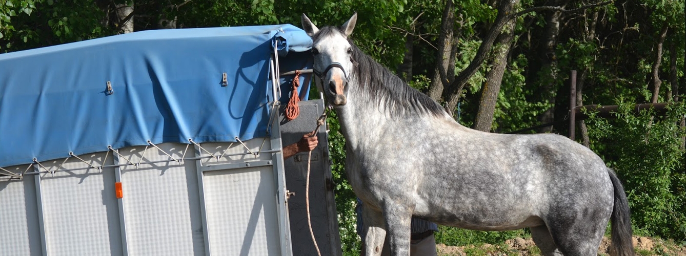 La piroplasmosis impide el movimiento de caballos a países libres de la enfermedad animal.