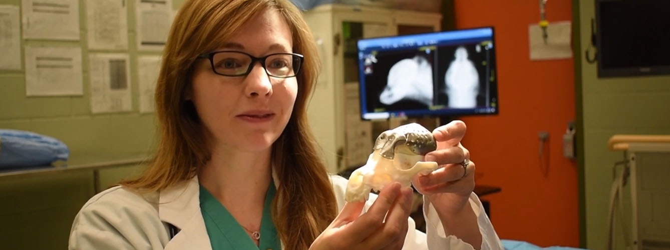 Michelle Oblak, veterinaria oncóloga que realizó el implante del cráneo impreso en 3D. Imagen: Universidad de Guelph.