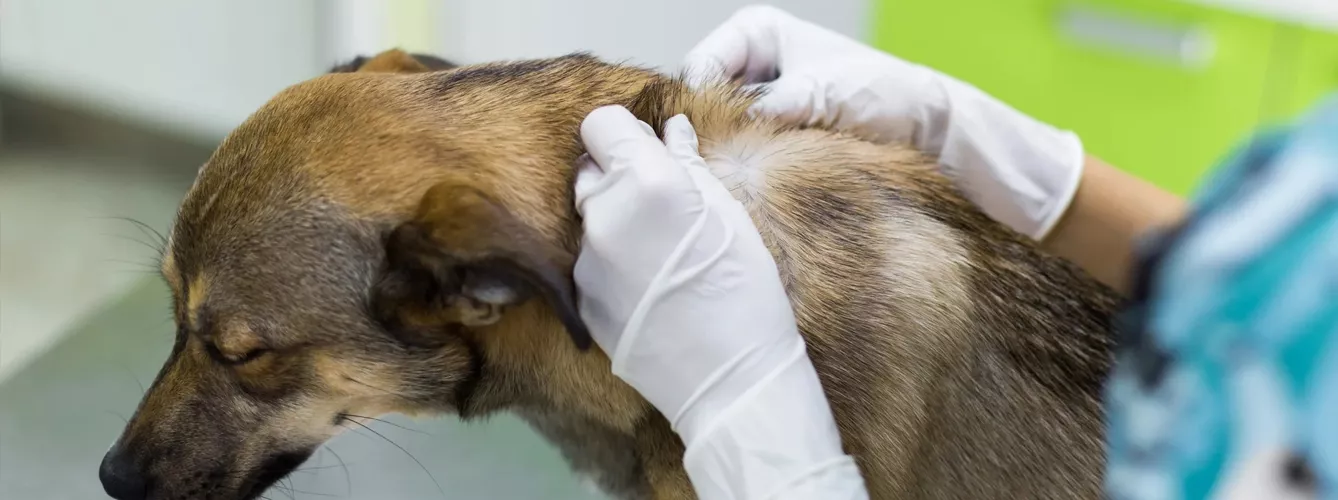 Identifican los tumores cutáneos más comunes en perros menores de un año
